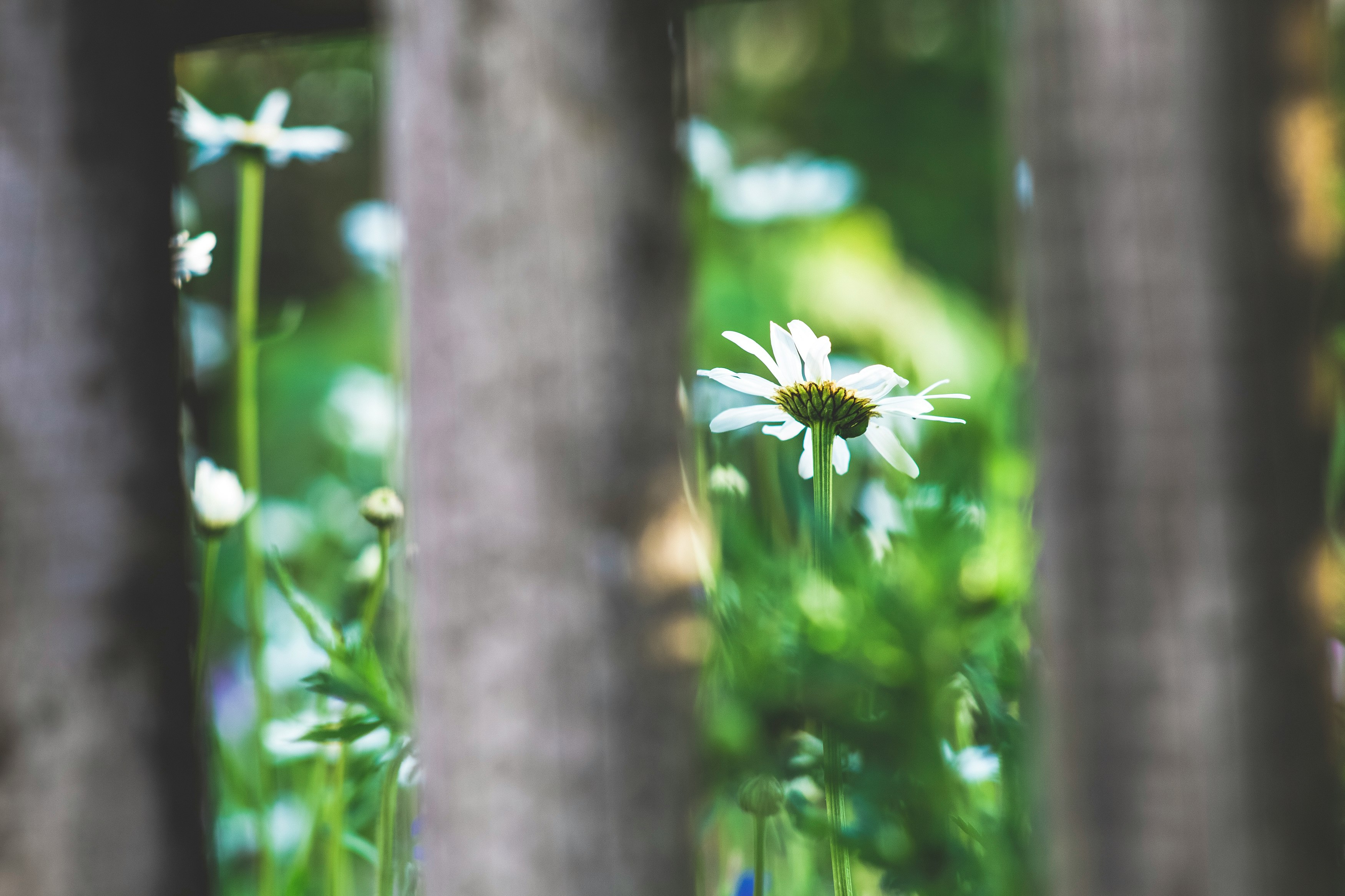 white and yellow flower in tilt shift lens